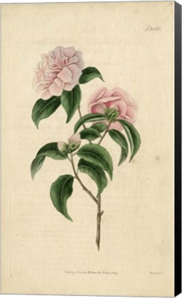 Framed Pink Rose Print