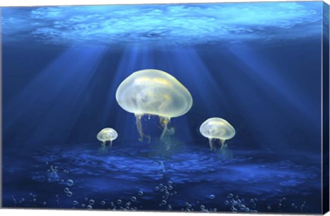 Framed Jelly Fish 2 Print