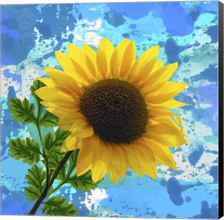 Framed Sunflower 1 Print