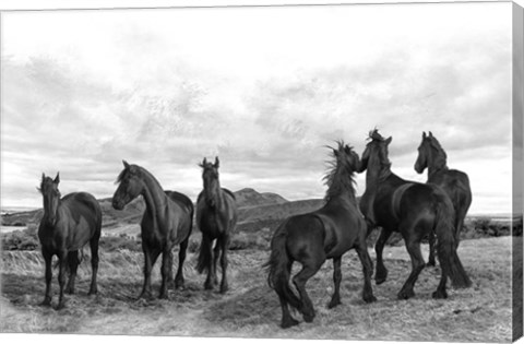 Framed Black Stallion Print