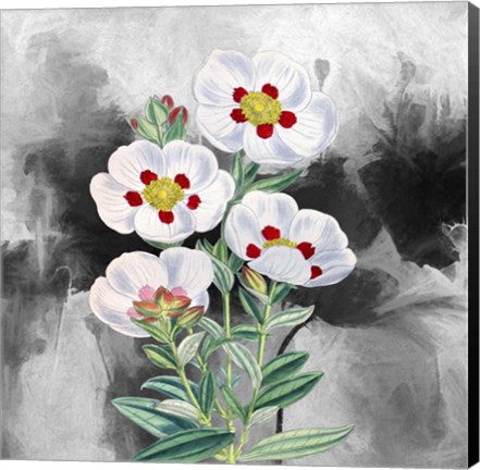 Framed White Flowers 1 Print
