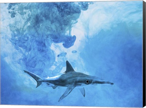 Framed Sea Life 1 Print