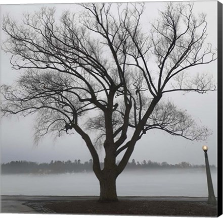 Framed Tree In Fog II Print