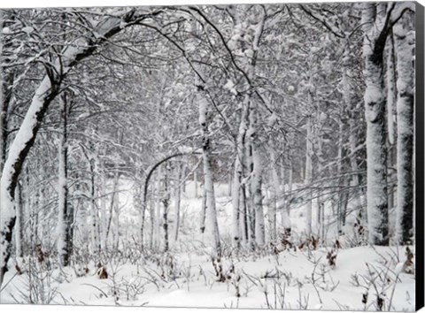 Framed Trees In Snow Print