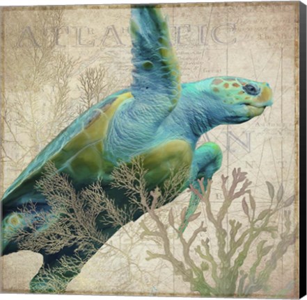Framed Sea Turtle Atlantic Print