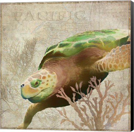 Framed Sea Turtle Pacific Print