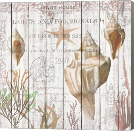 Framed Seashells on Driftwood Panel Print