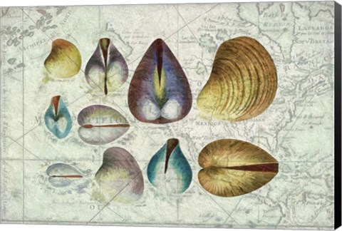 Framed Seashells on Map I Print