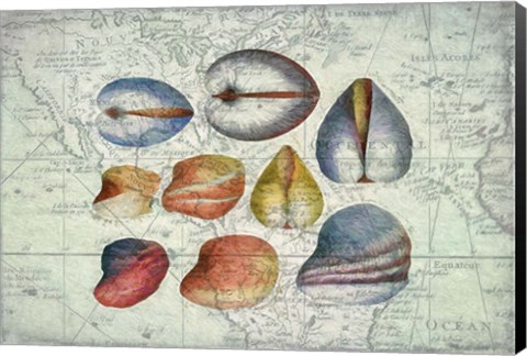 Framed Seashells on Map II Print