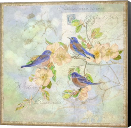 Framed Blue Birds on Blossem Branch Print