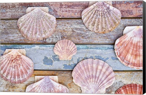 Framed Pecten Shells on Planks Print