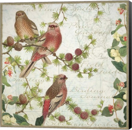 Framed Pine Grosbeak with Snowberry Print