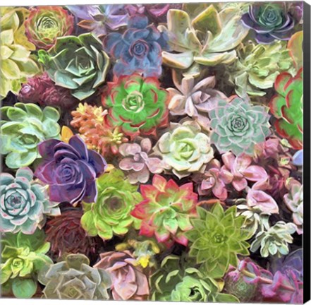 Framed Little Succulent Garden II Print