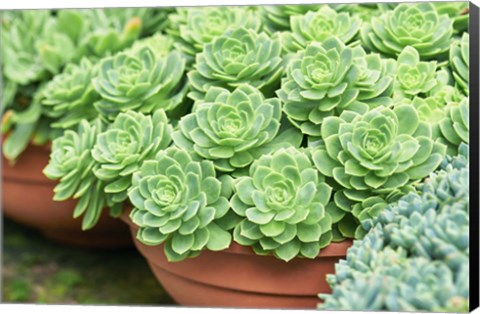 Framed Potted Succulents I Print