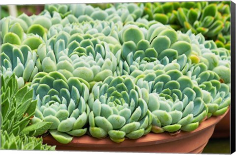 Framed Potted Succulents II Print