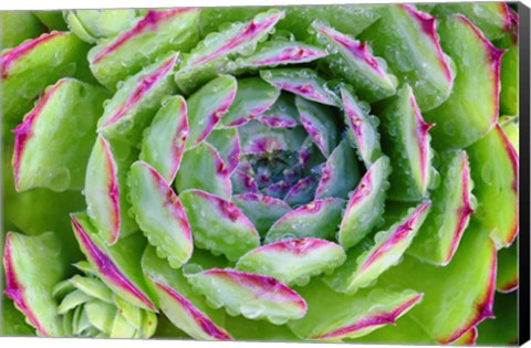 Framed Sempervivum Close Up Print