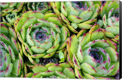 Framed Sempervivum Print