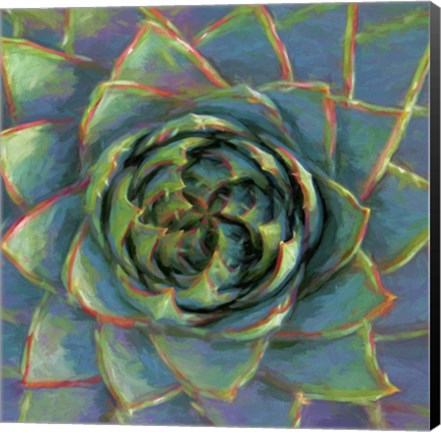 Framed Succulent Beauty II Print