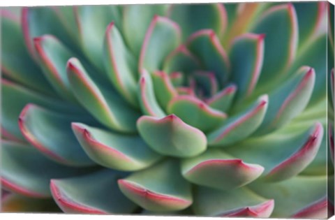 Framed Succulent Close Up I Print