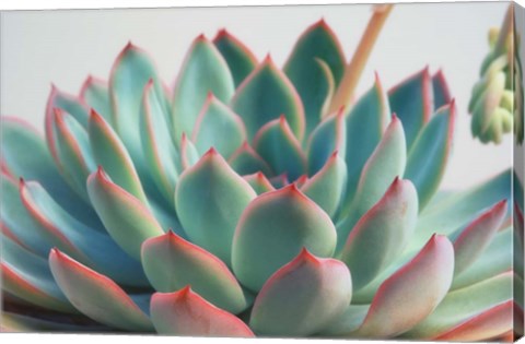 Framed Succulent Close Up II Print