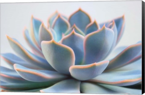 Framed Succulent Close Up III Print