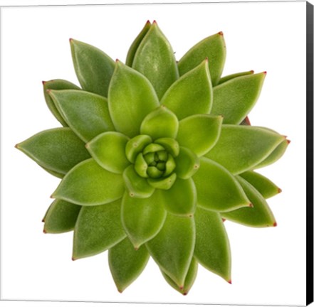 Framed Succulent Cut Out 1 Print