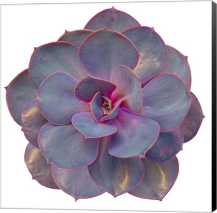 Framed Succulent Cut Out 2 Print