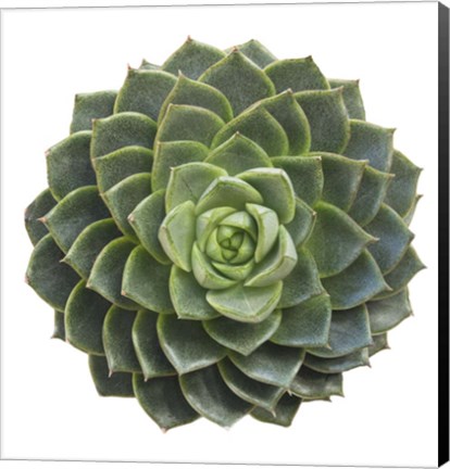 Framed Succulent Cut Out 3 Print