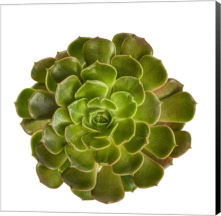 Framed Succulent Cut Out 4 Print