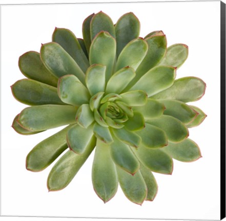 Framed Succulent Cut Out 5 Print