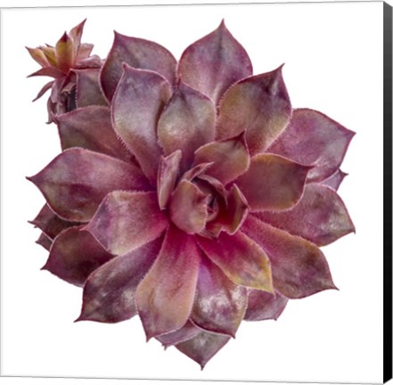 Framed Succulent Cut Out 6 Print