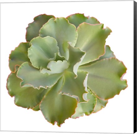 Framed Succulent Cut Out 7 Print