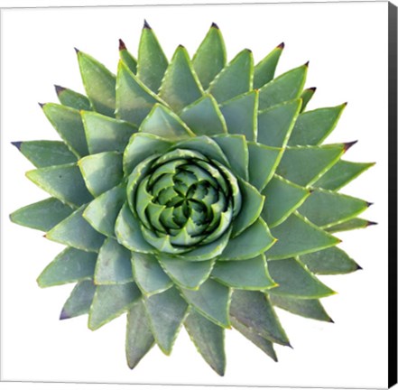 Framed Succulent Cut Out 9 Print