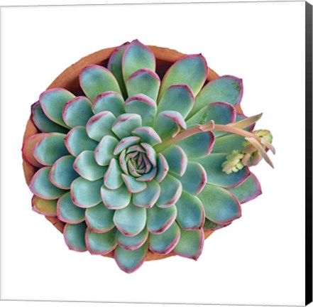 Framed Succulent Cut Out 10 Print