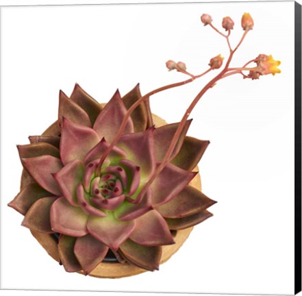 Framed Succulent Cut Out 11 Print