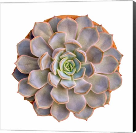 Framed Succulent Cut Out 12 Print