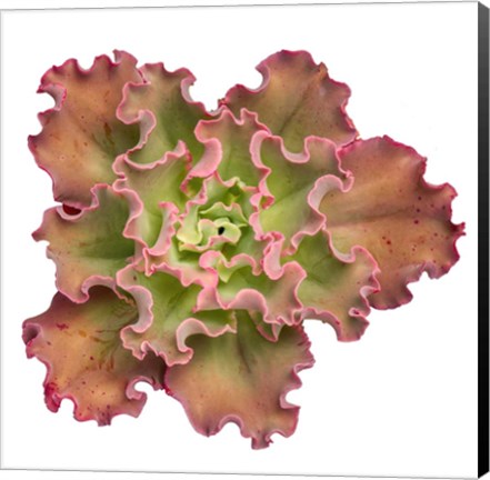 Framed Succulent Cut Out 13 Print