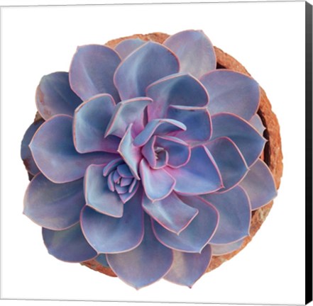 Framed Succulent Cut Out 14 Print