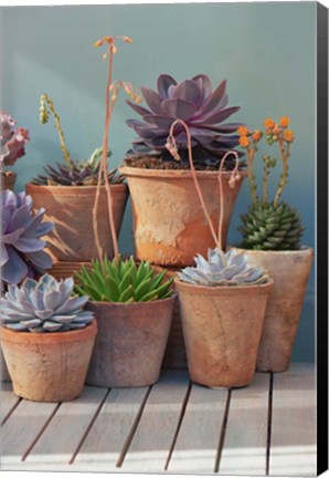 Framed Succulent on Table I Print