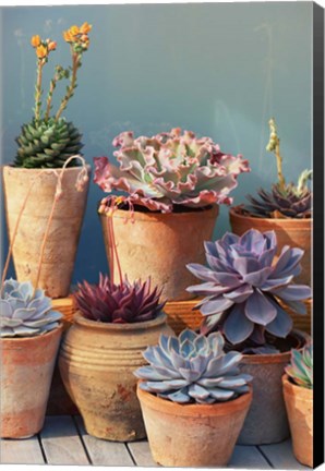 Framed Succulent on Table II Print