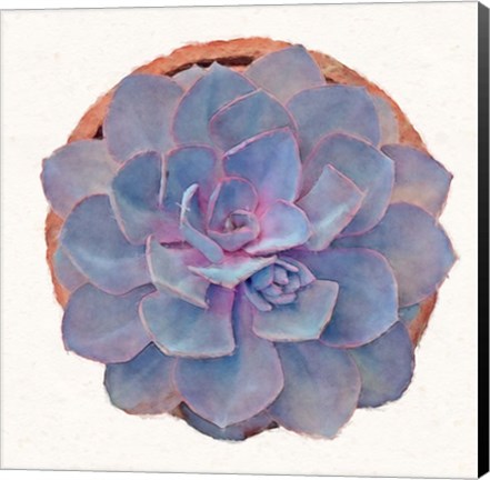 Framed Succulent Watercolor Study Print