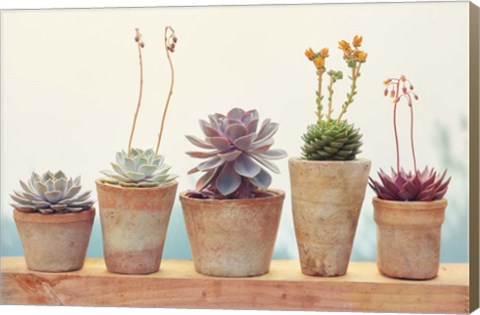 Framed Succulent Window I Print