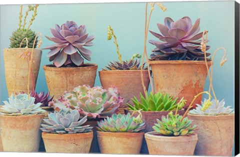 Framed Succulent Window IV Print