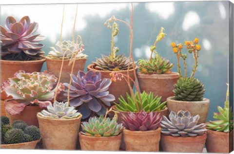 Framed Succulents in Terracotta Pots II Print