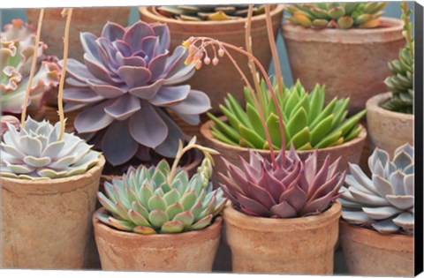 Framed Succulents in Terracotta Pots III Print