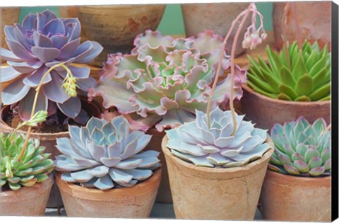 Framed Succulents in Terracotta Pots IV Print