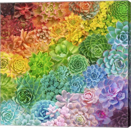 Framed Rainbow Succulents Print