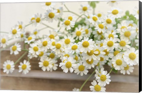 Framed Bunch of Chamomile Print