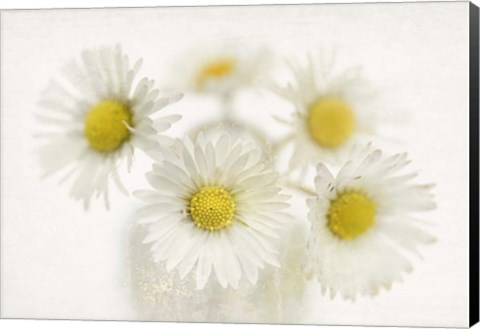 Framed Daisies Print