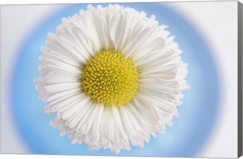 Framed Daisy in Blue Vase Print